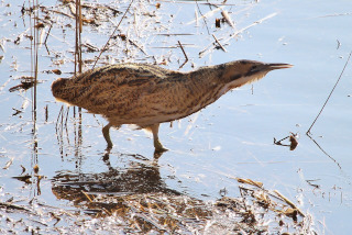 Bittern at Minsmere RSPB Reserve