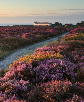 Dunwich Heath