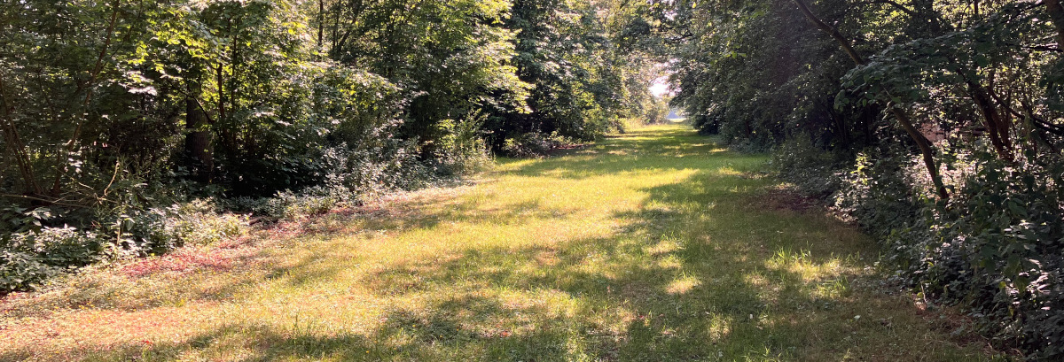 The grassy woodland avenue